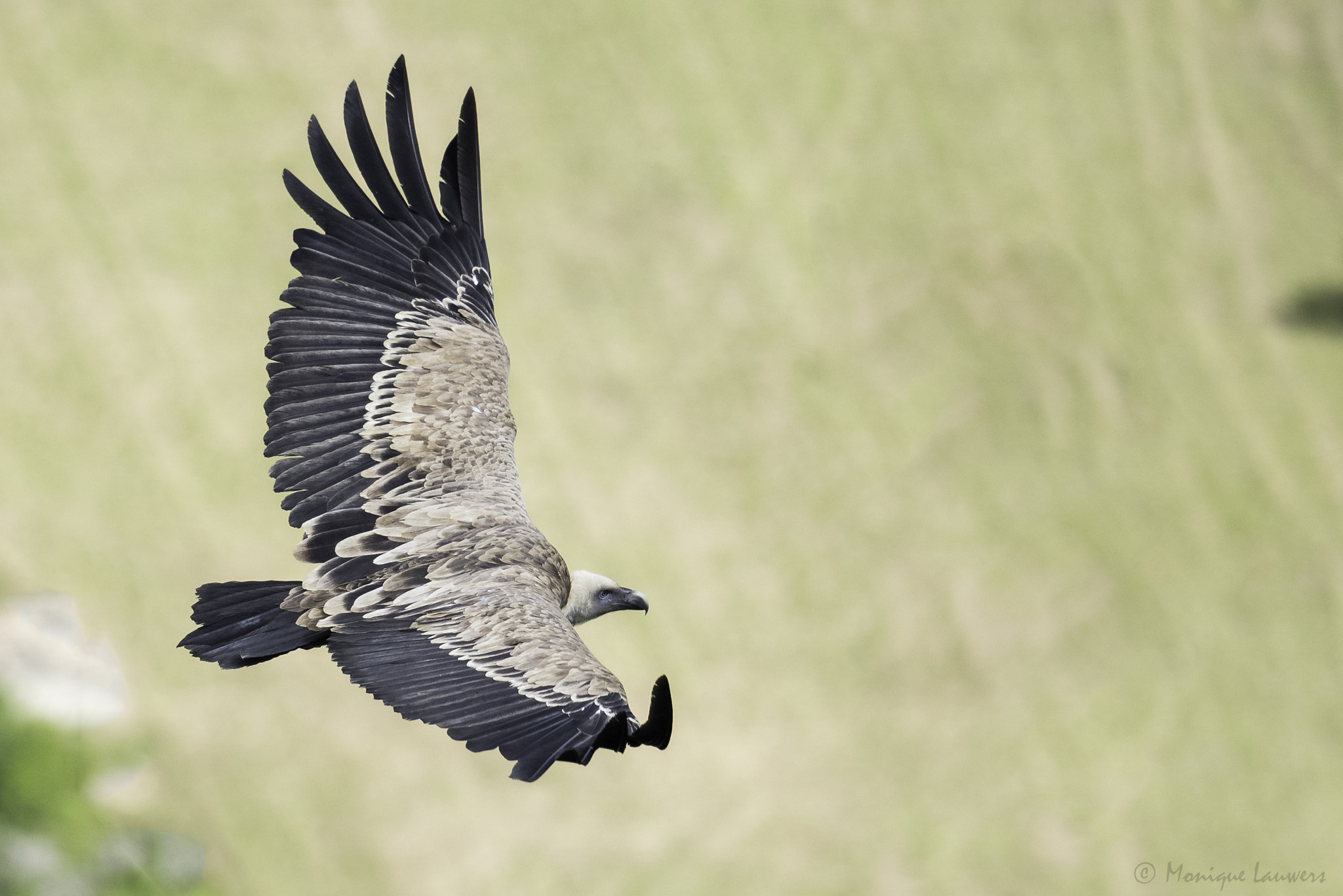 Nikon D600 sample photo. Griffon vulture photography