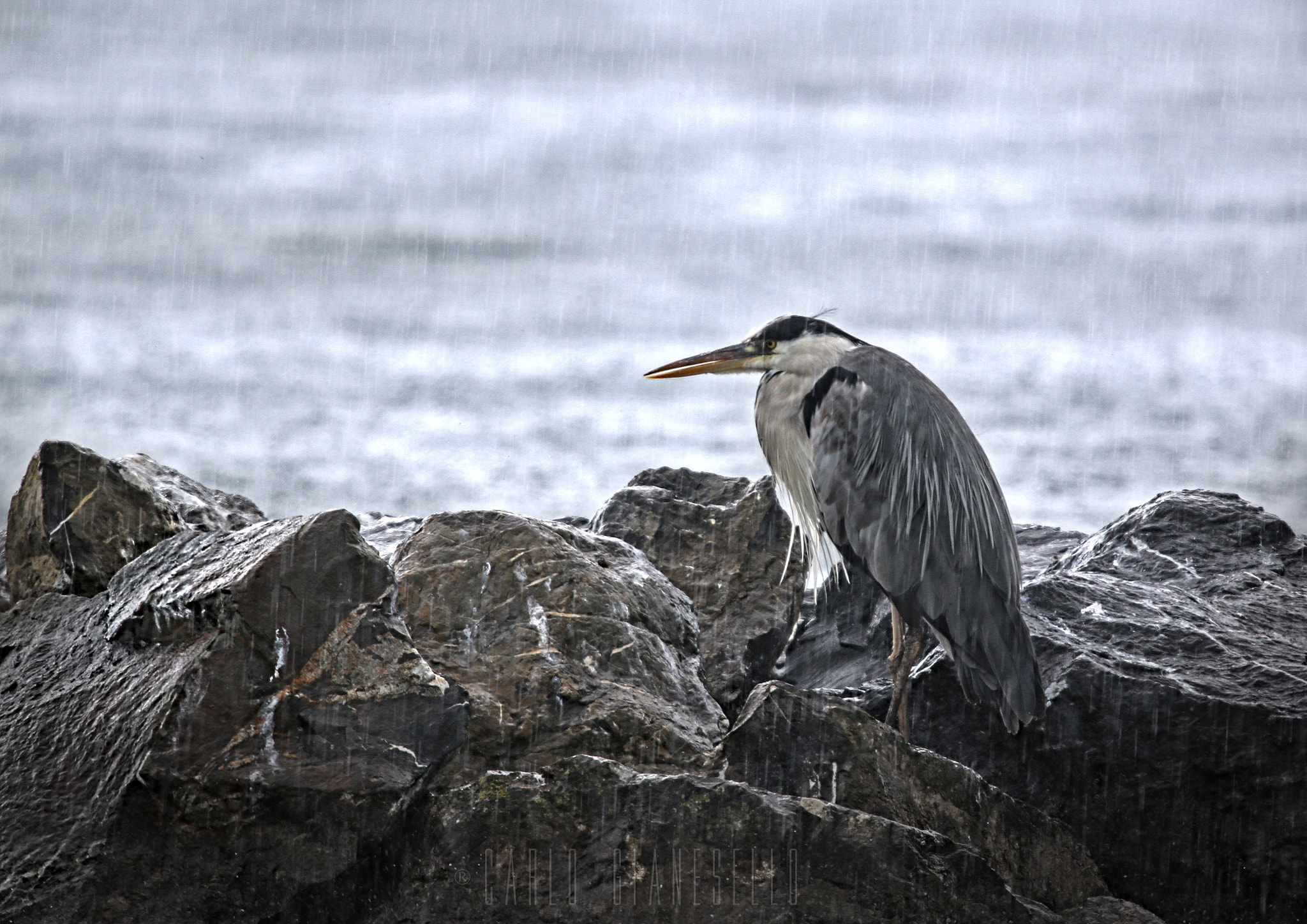 Canon EOS 70D + Sigma 150-600mm F5-6.3 DG OS HSM | S sample photo. Summer? photography