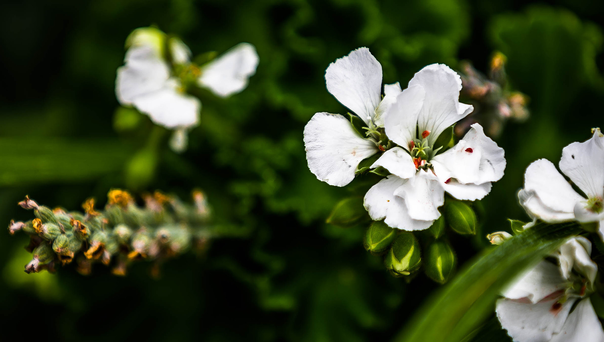 Canon EF 70-200mm F2.8L IS II USM sample photo. Pure and white photography
