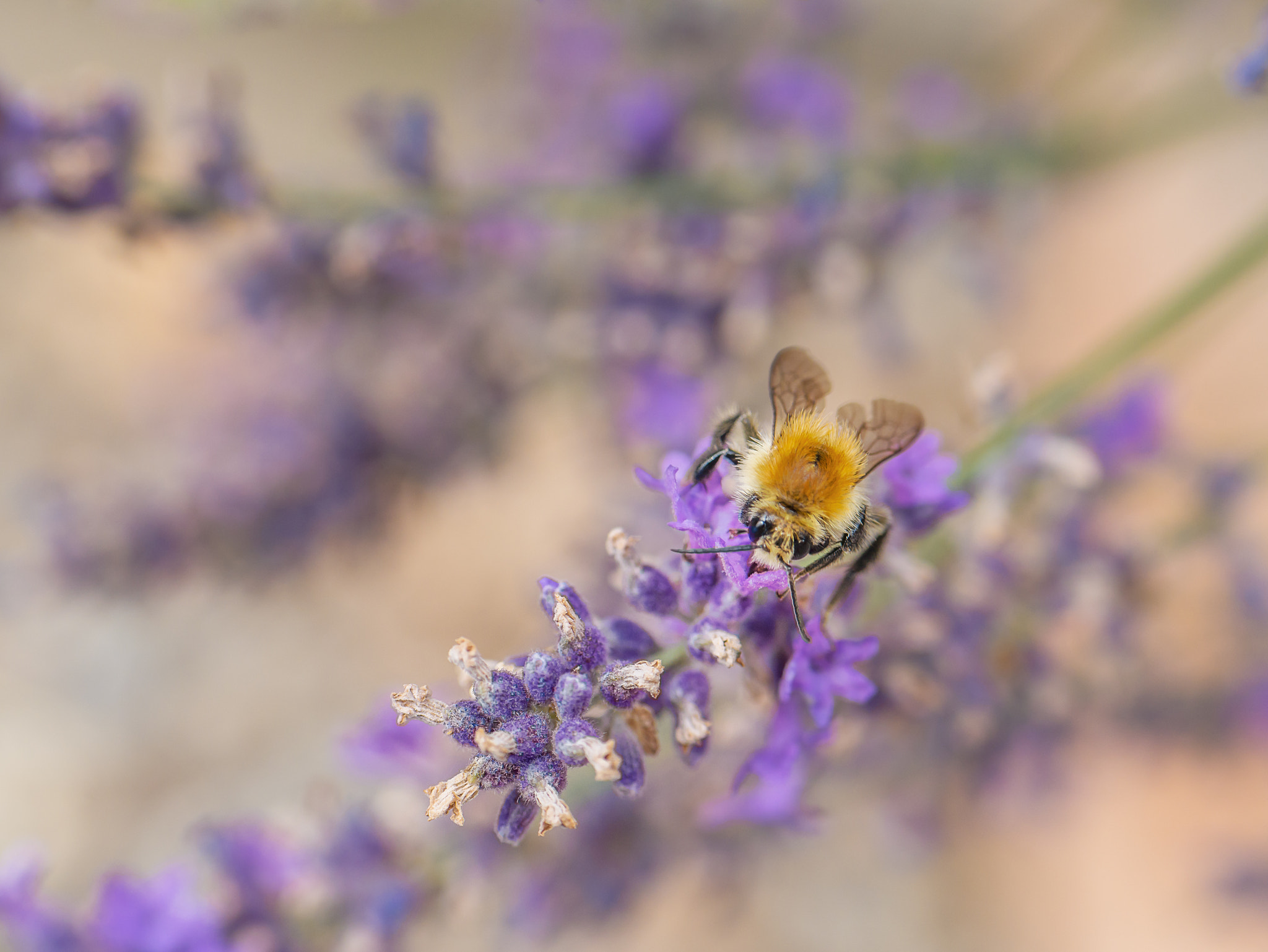 Panasonic Lumix G 42.5mm F1.7 ASPH Power OIS sample photo. Bee photography