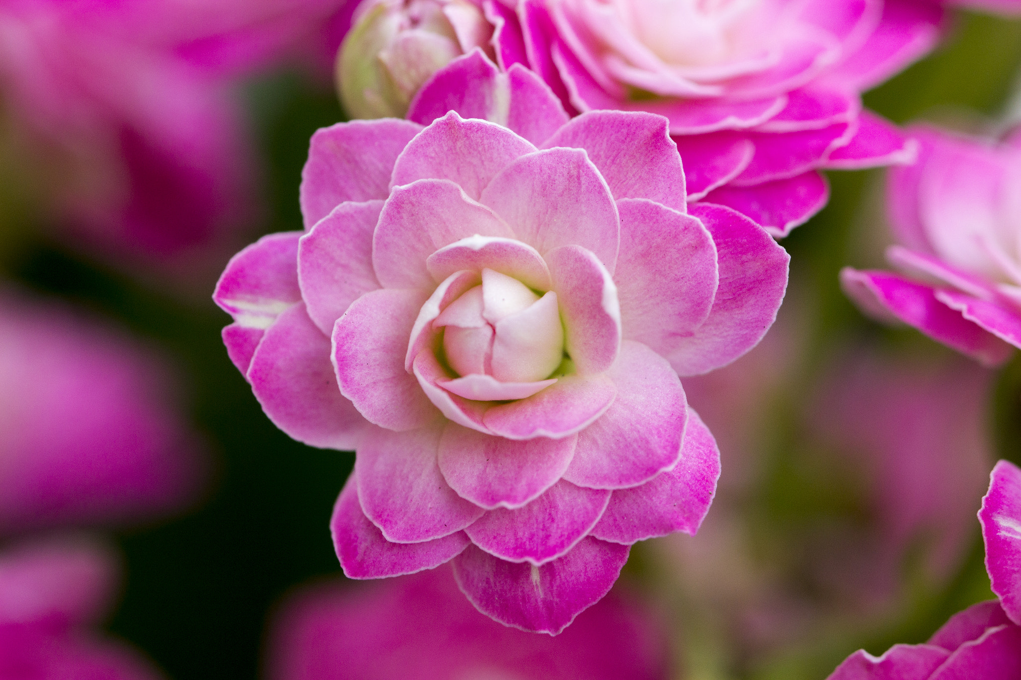 Canon EF 100mm F2.8L Macro IS USM sample photo. Kalanchoe blossfeldiana blooming photography