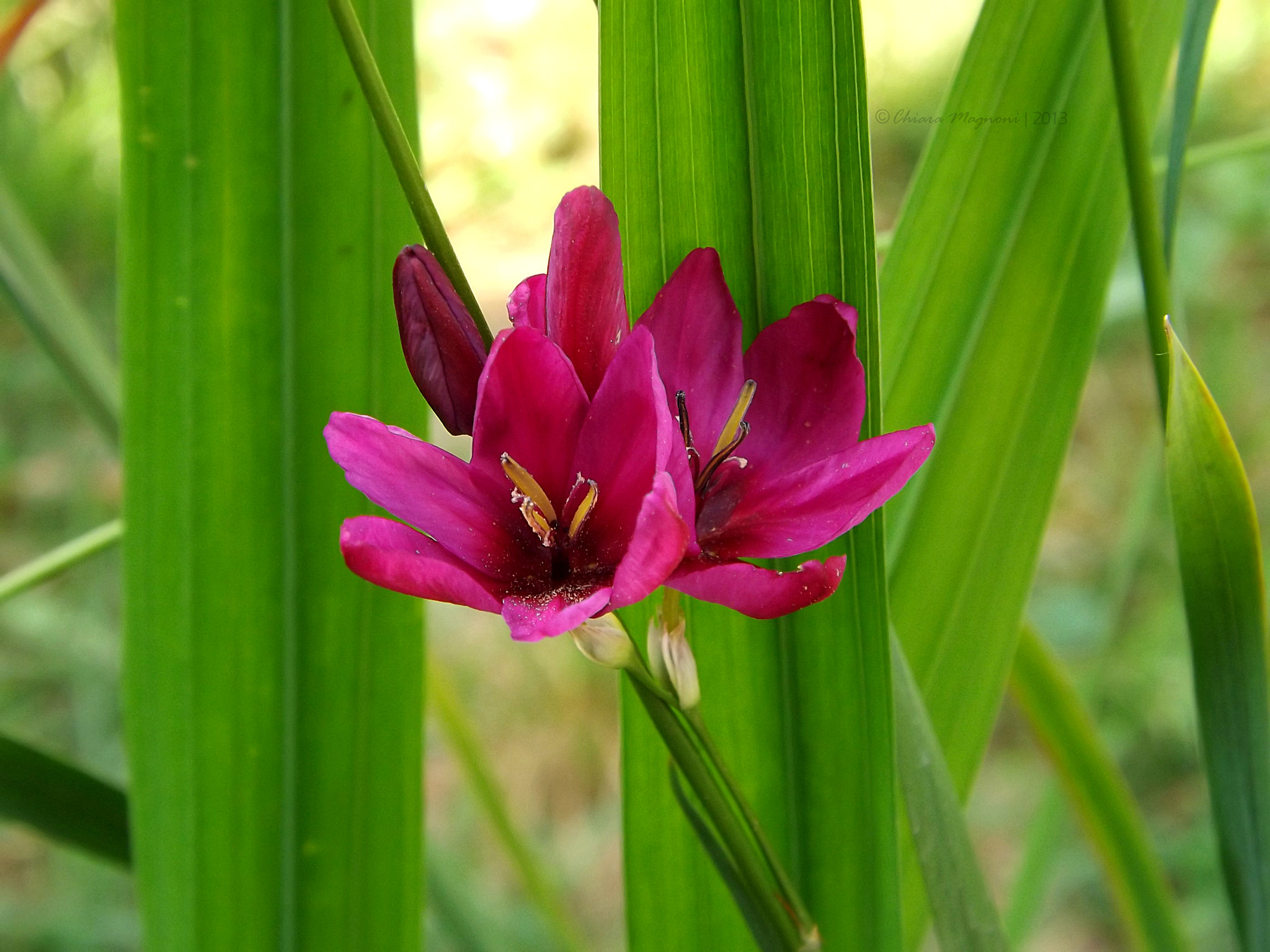 Fujifilm FinePix S4400 sample photo. Colours of spring photography