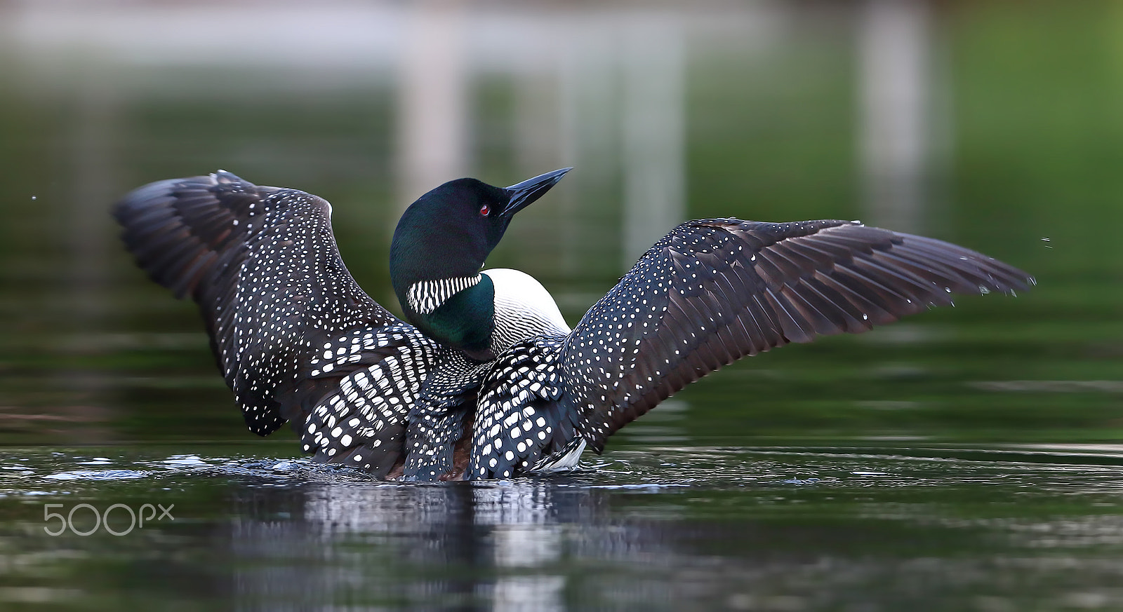 Canon EF 300mm F2.8L IS II USM sample photo. Common loon wings photography