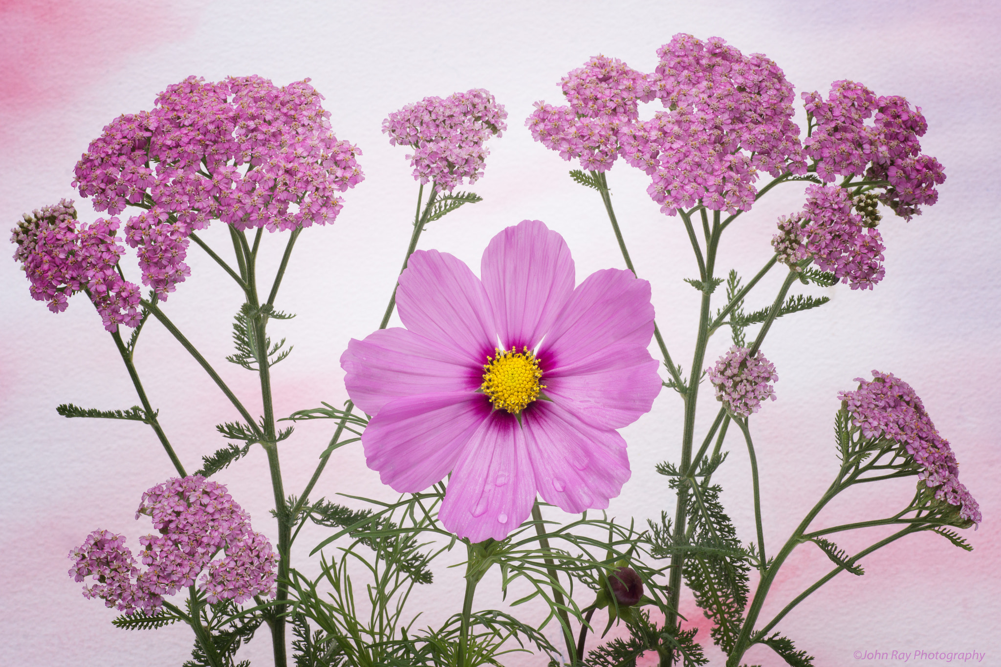 Sony SLT-A65 (SLT-A65V) sample photo. Cosmos pink photography