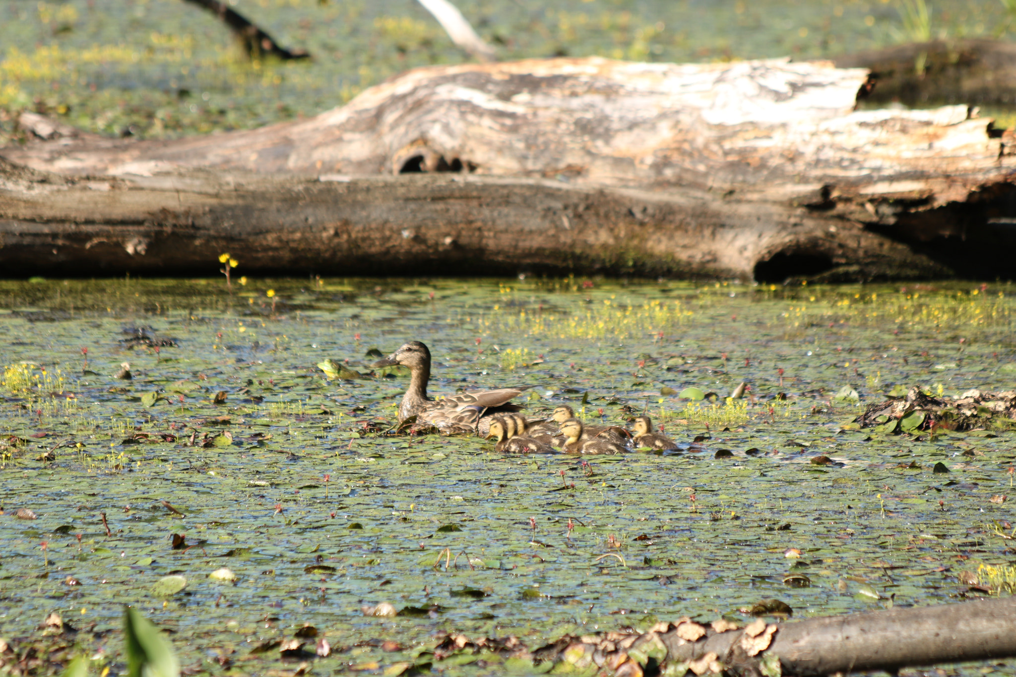 Canon EF 70-300mm F4-5.6 IS USM sample photo