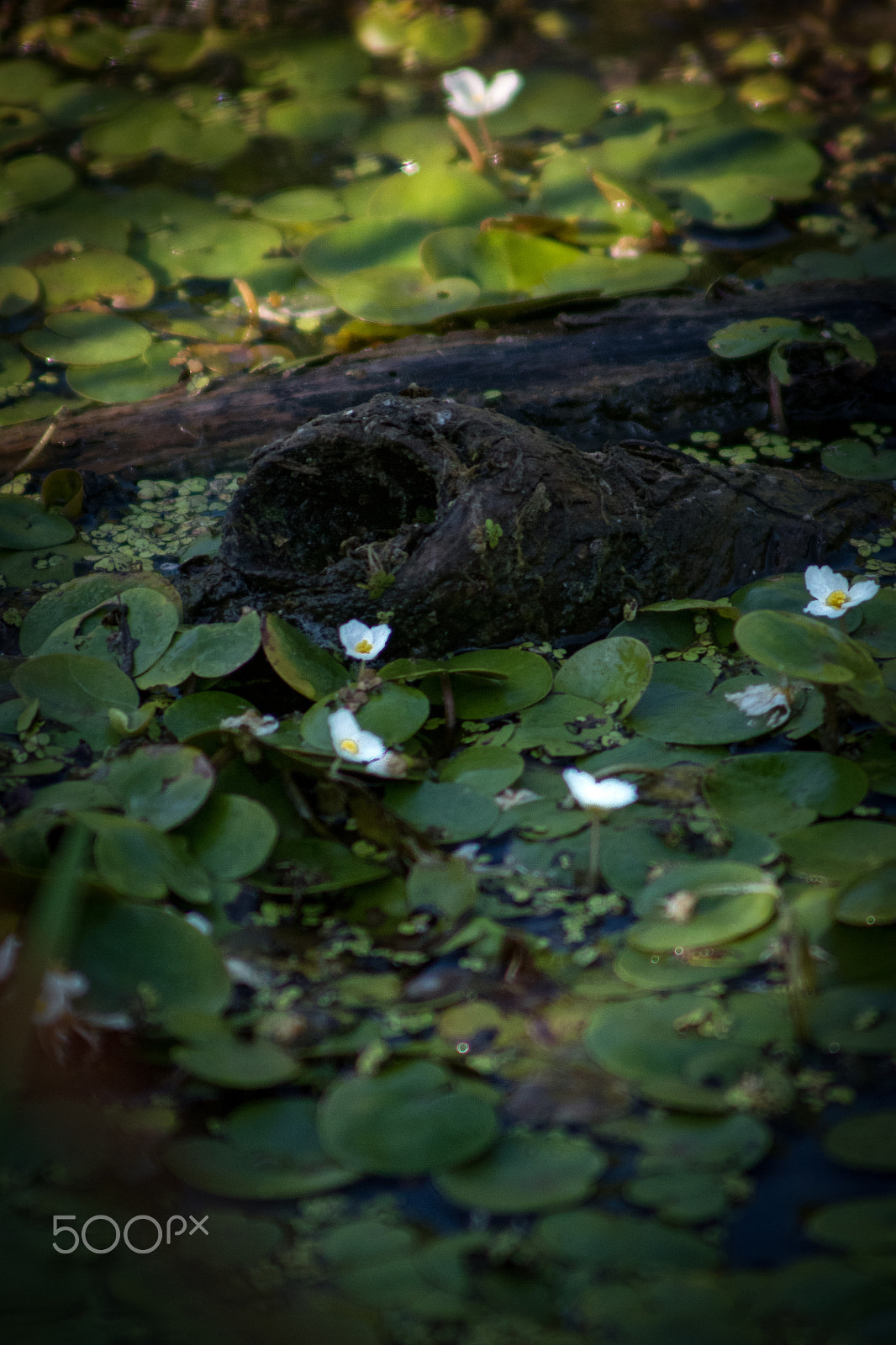 Nikon D810 + Sigma APO 400mm F5.6 sample photo. Swamp thing photography