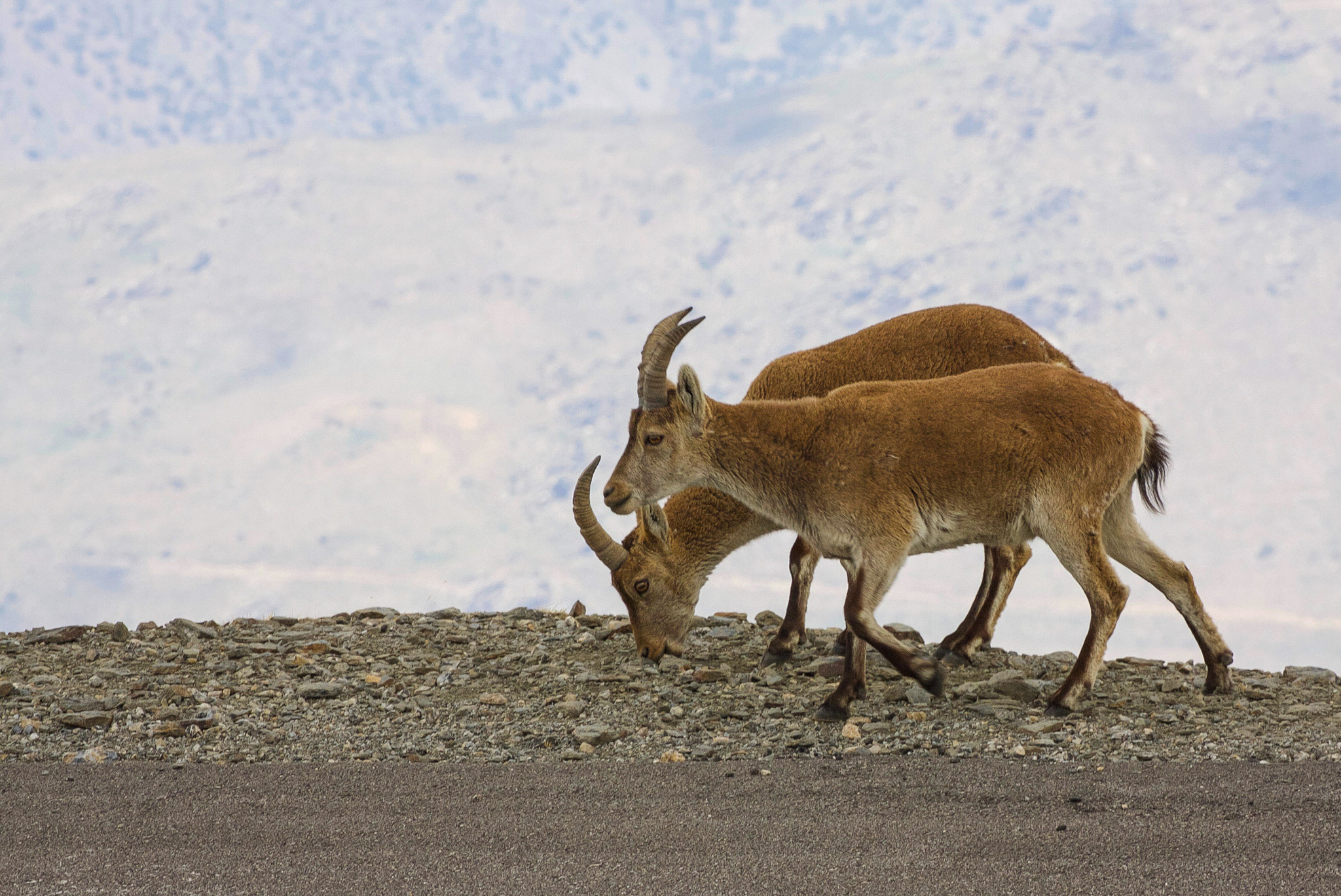 Canon EOS 40D sample photo. Spanish wild goats in sierra nevada photography