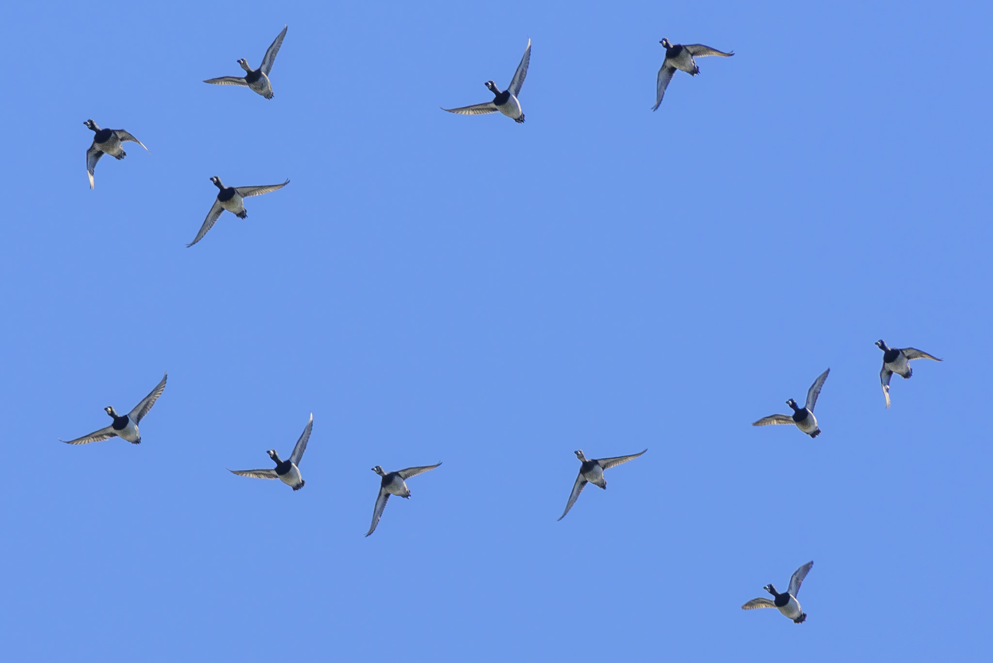 Sigma 50-500mm F4.5-6.3 DG OS HSM sample photo. Ring-necked ducks in flight photography