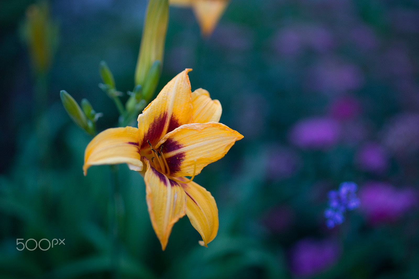 Canon EOS 6D + Tamron SP 45mm F1.8 Di VC USD sample photo. Stop and shoot the flowers photography