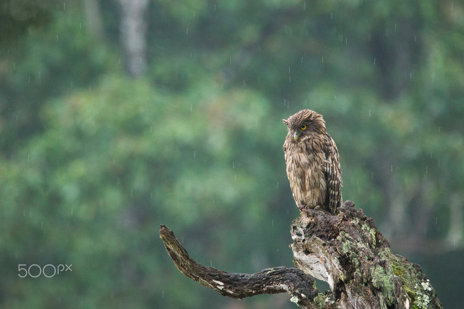 Sony SLT-A65 (SLT-A65V) + Tamron SP 150-600mm F5-6.3 Di VC USD sample photo. Fishing in the rain photography
