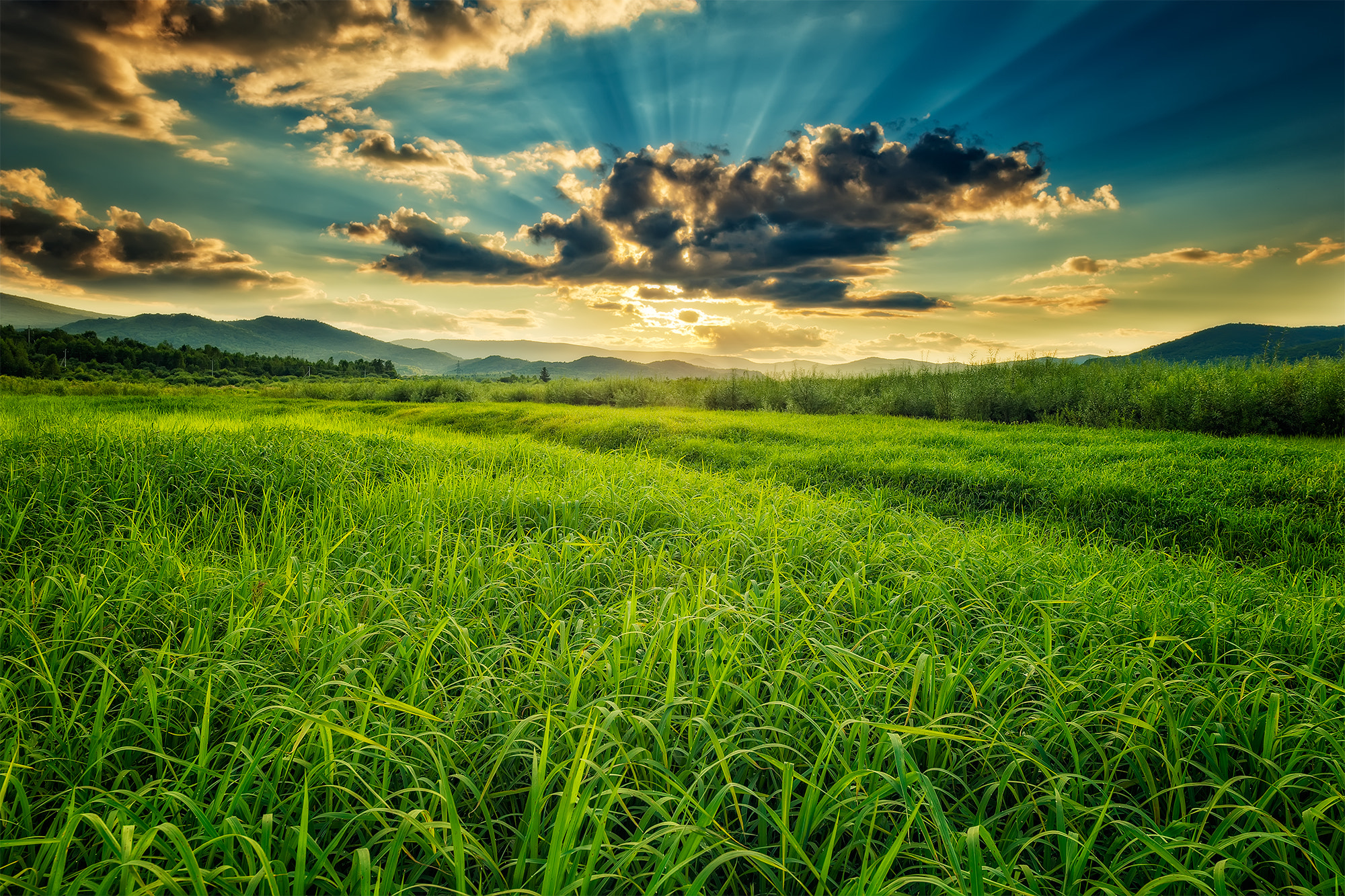 Nikon D3X sample photo. Riverside grass photography