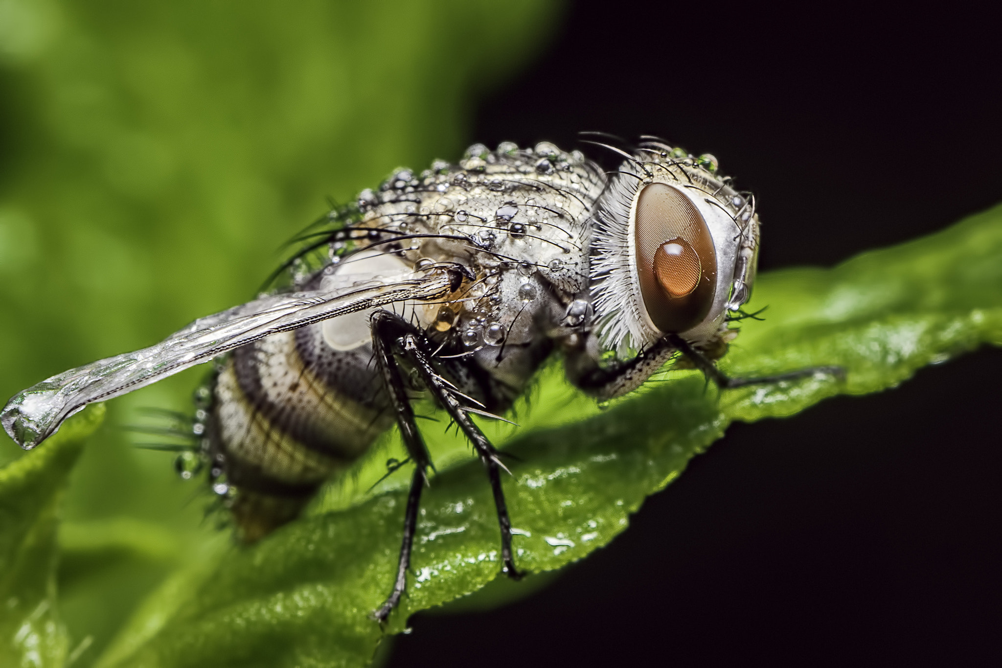 Panasonic Leica DG Macro-Elmarit 45mm F2.8 ASPH OIS sample photo. Fly with drops of water photography