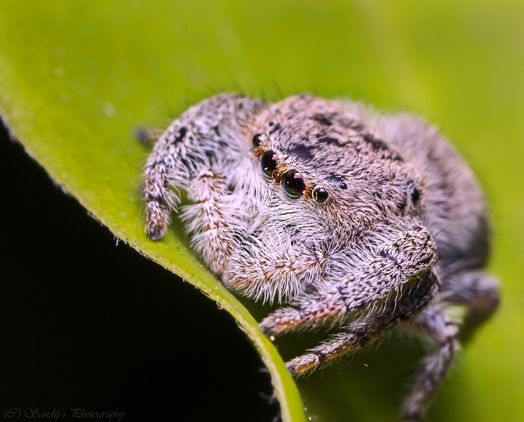 Canon EOS 600D (Rebel EOS T3i / EOS Kiss X5) + Tamron SP AF 90mm F2.8 Di Macro sample photo. Ready to kill.... photography