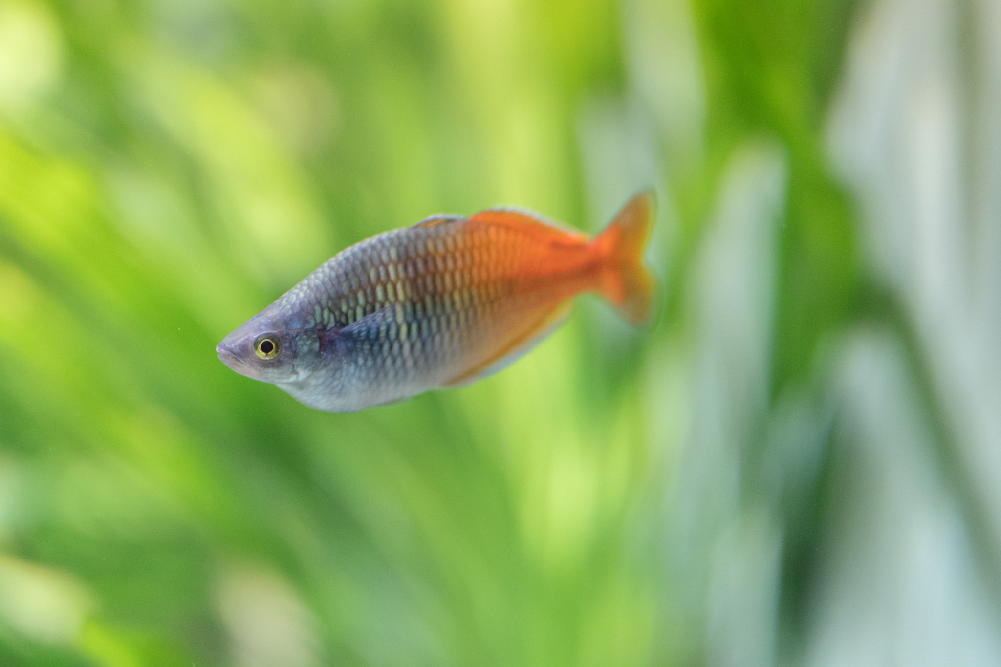Sigma 50mm F1.4 DG HSM Art sample photo. Fish photography