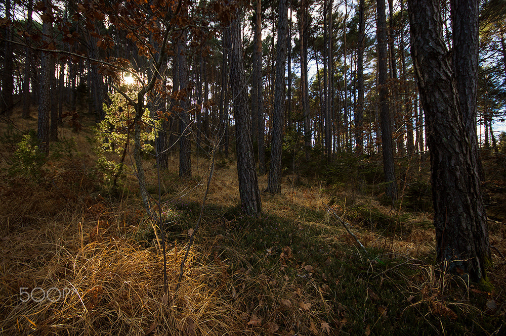 Nikon D40 + Sigma 10-20mm F4-5.6 EX DC HSM sample photo. Forestry photography