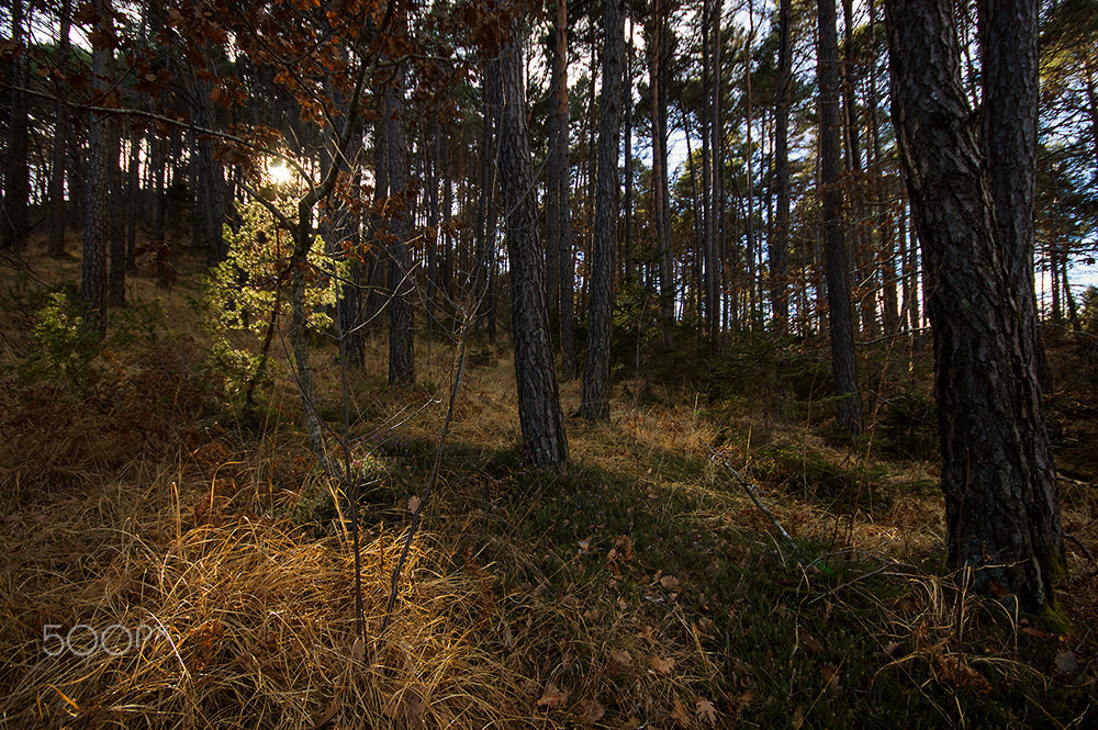 Sigma 10-20mm F4-5.6 EX DC HSM sample photo. Forestry photography
