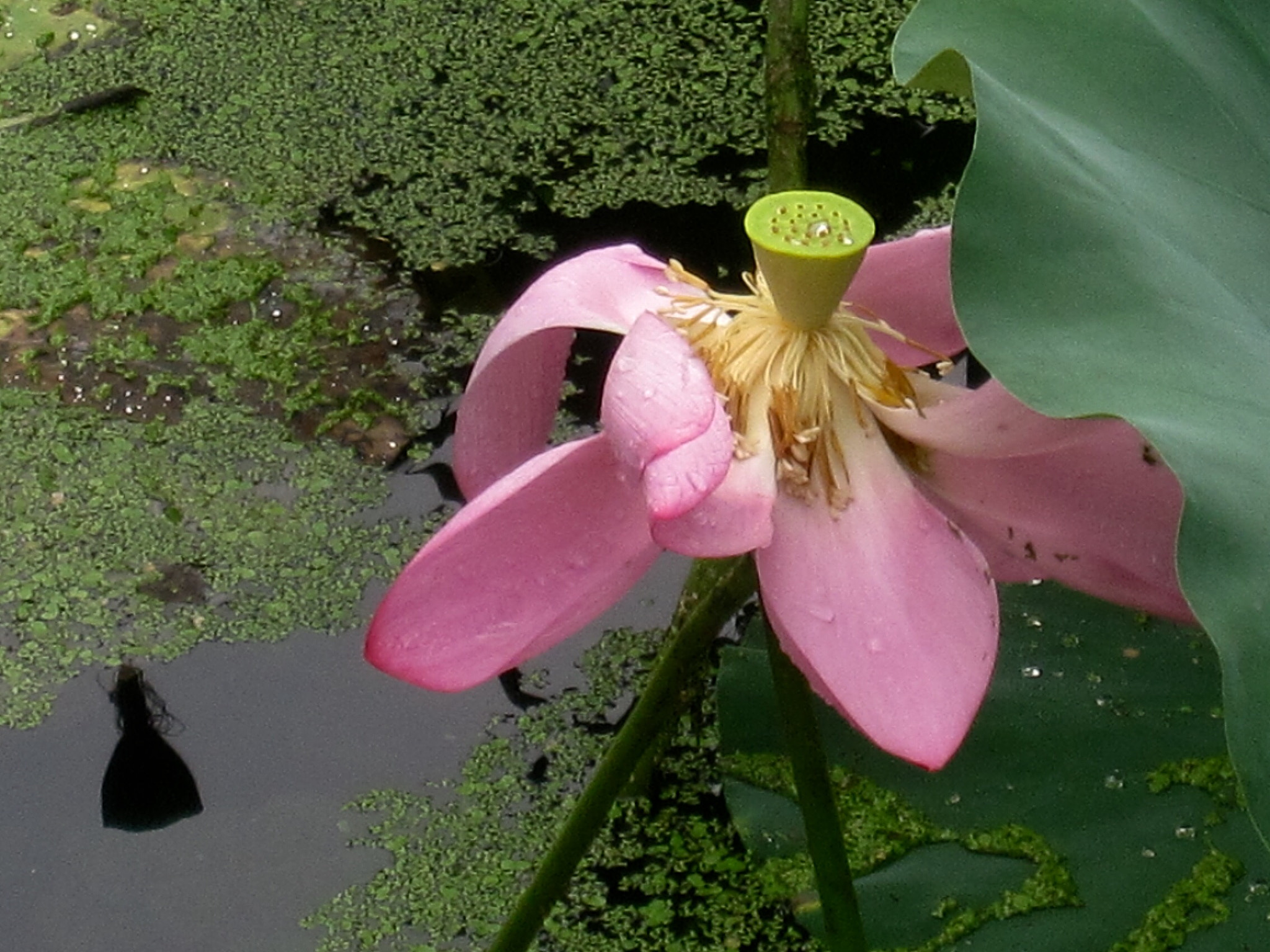 Canon PowerShot SD880 IS (Digital IXUS 870 IS / IXY Digital 920 IS) sample photo. Blossom fall 花谢 photography