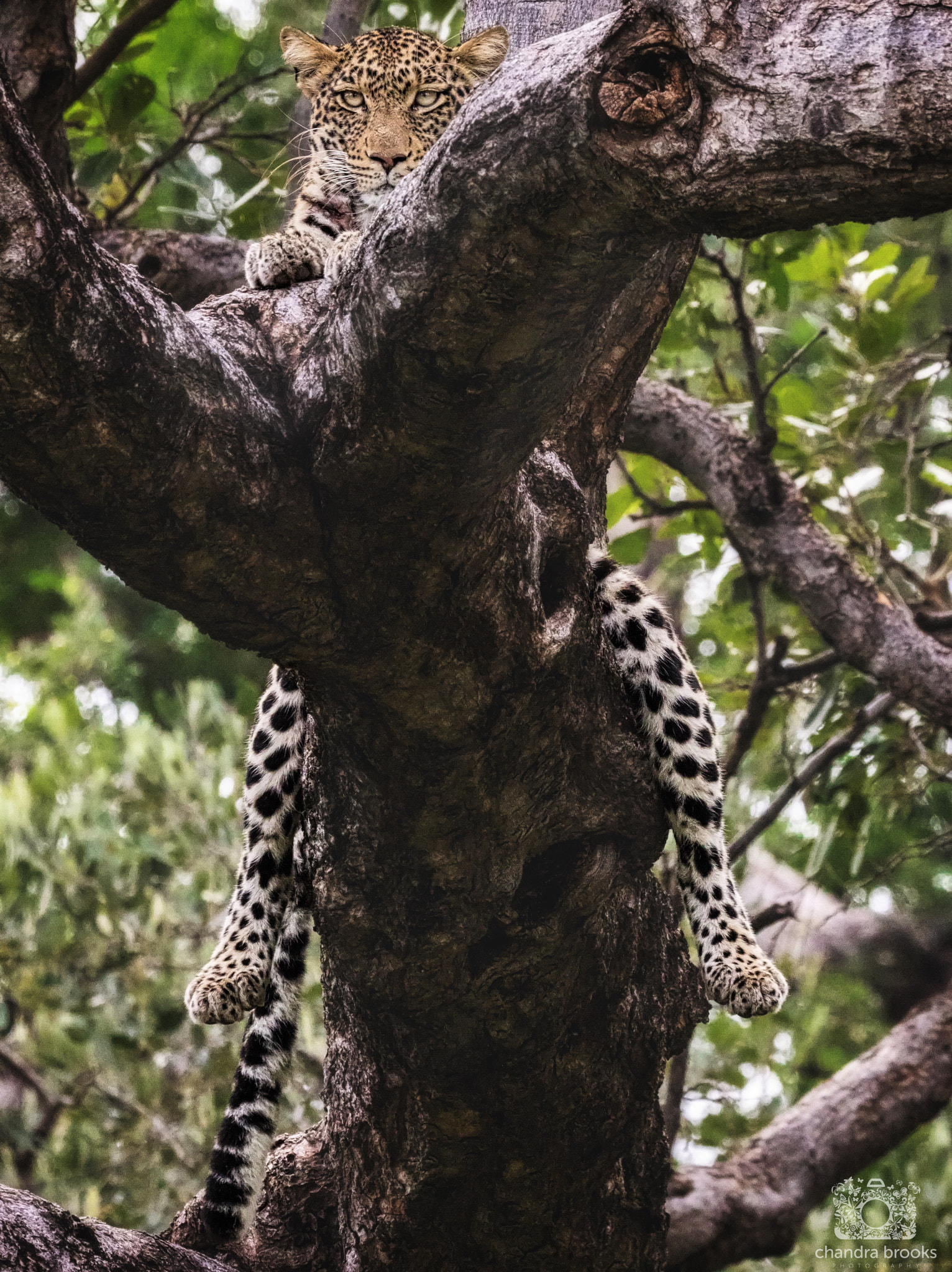 150-600mm F5-6.3 DG OS HSM | Sports 014 sample photo. Just hanging around.... photography