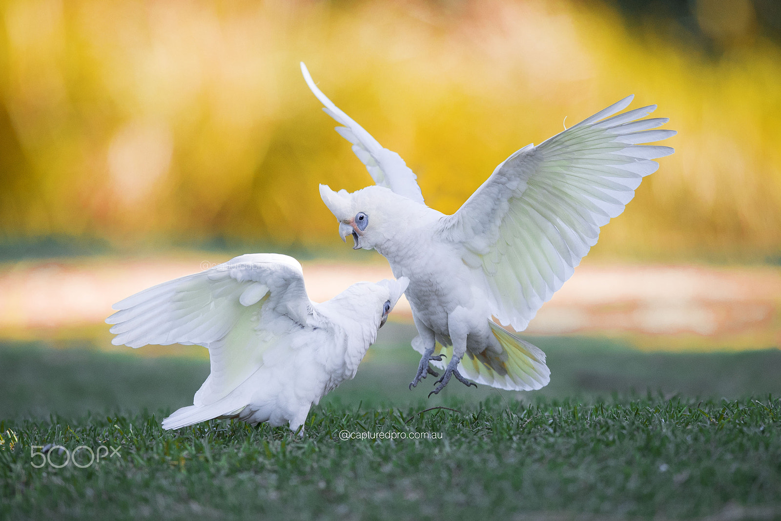 Nikon AF-S Nikkor 400mm F2.8E FL ED VR sample photo. They scream lauder than human! photography