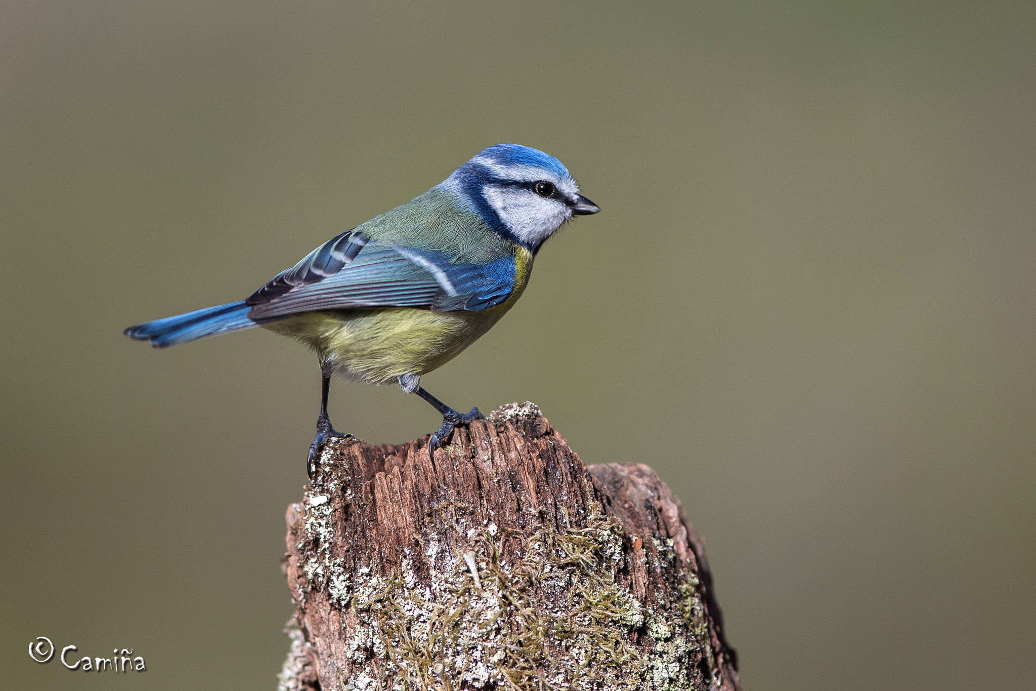Canon EF 300mm F2.8L IS USM sample photo