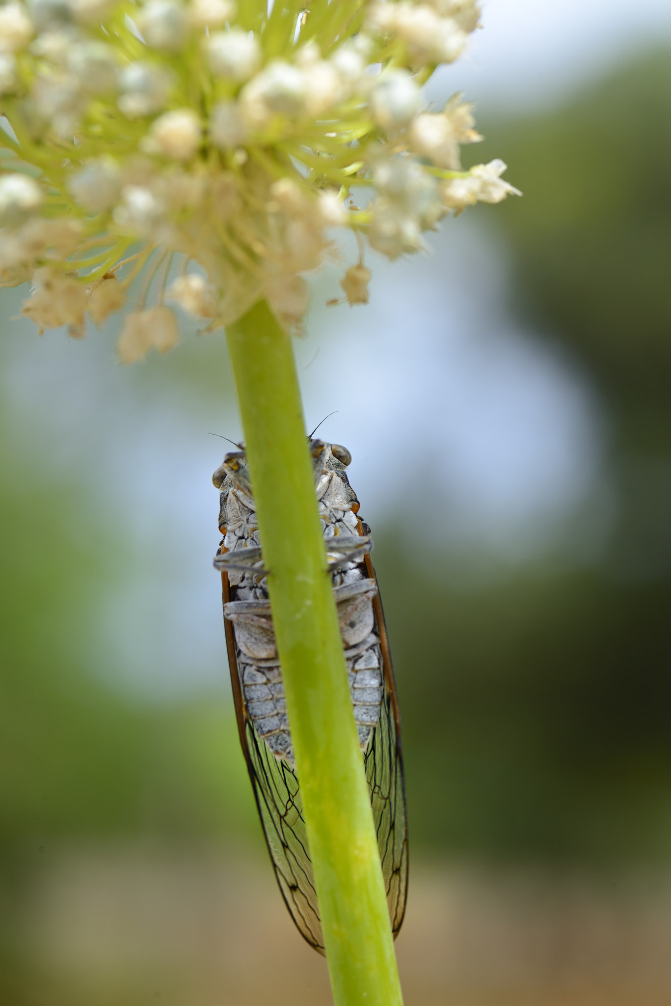 Nikon D800 + Sigma 105mm F2.8 EX DG Macro sample photo. Look into my eyes photography
