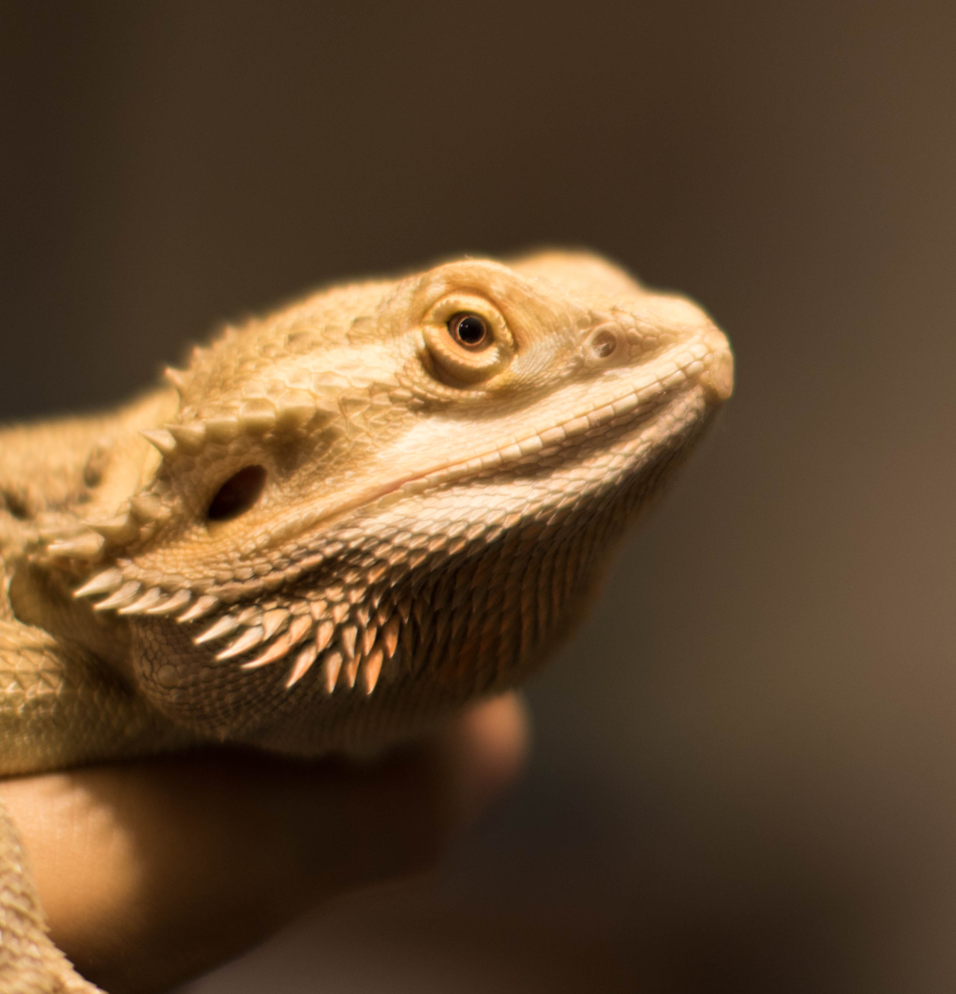 Canon EF 50mm F1.2L USM sample photo. Dream boat photography