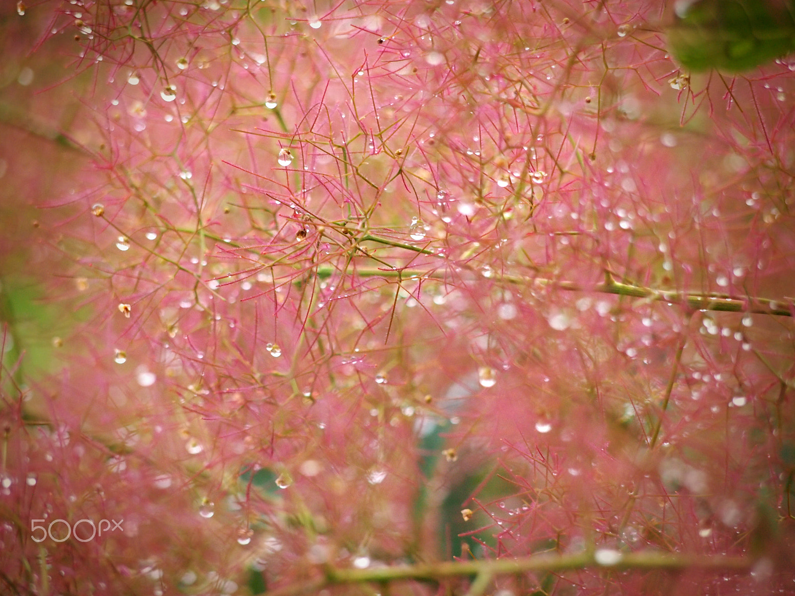 Panasonic Lumix G Vario 45-200mm F4-5.6 OIS sample photo. Droplet photography