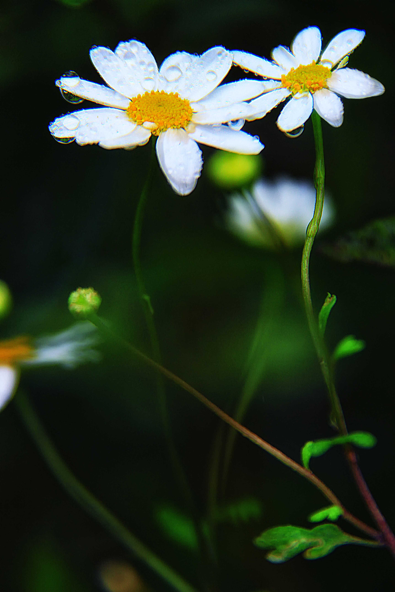 Canon EOS 550D (EOS Rebel T2i / EOS Kiss X4) sample photo. Tears of flower photography