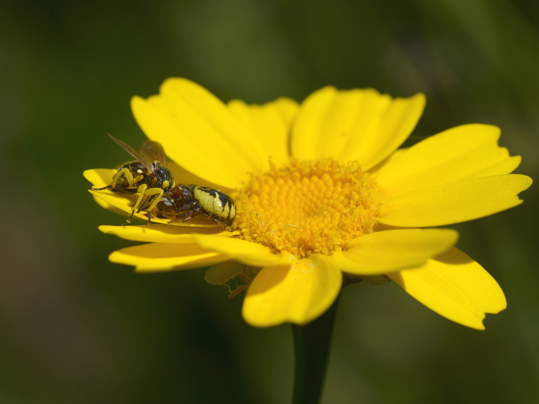 Nikon D800 + Sigma 105mm F2.8 EX DG Macro sample photo. Combat photography
