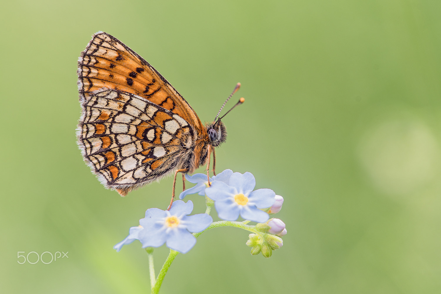 Sigma 150mm F2.8 EX DG Macro HSM sample photo. Heath fritillary photography