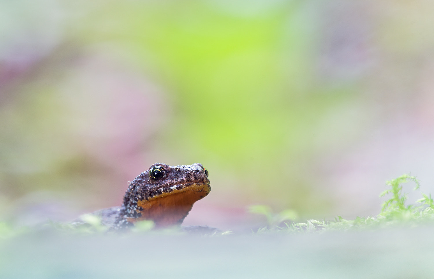 Nikon D500 + Sigma 150mm F2.8 EX DG Macro HSM sample photo. Liitle dragon (newt) photography