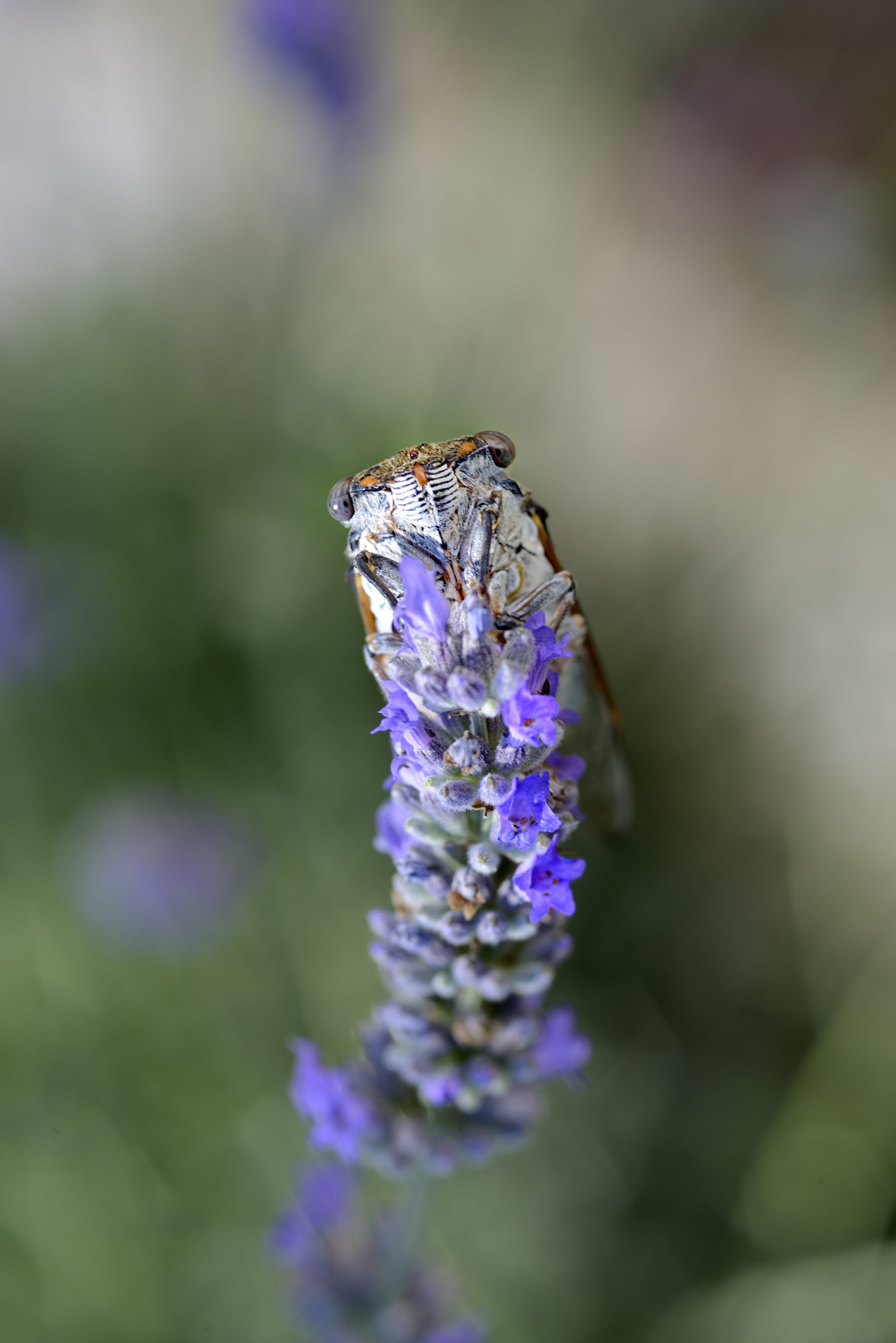 Nikon D800 + Sigma 105mm F2.8 EX DG Macro sample photo. Cicada photography