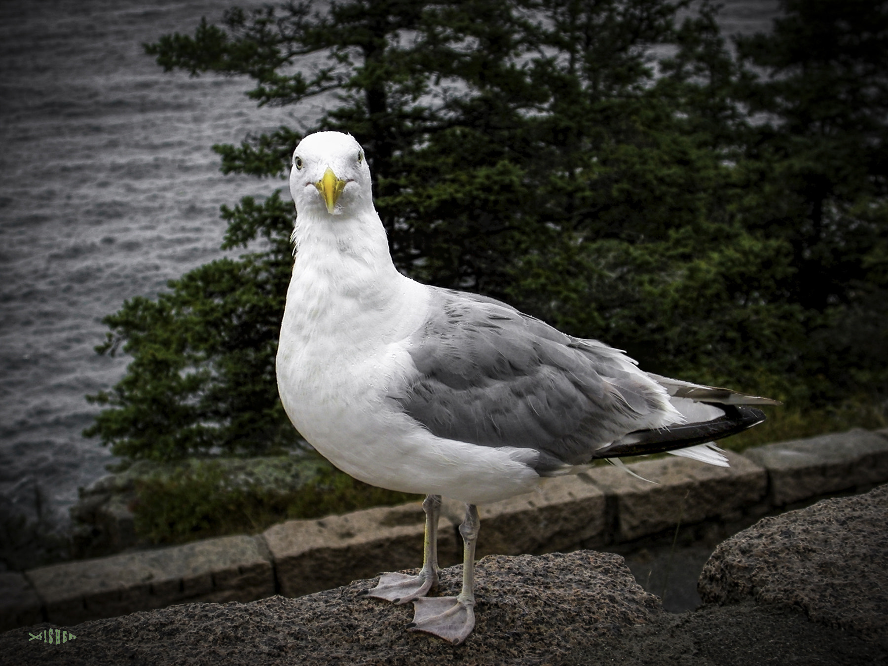 Nikon E995 sample photo. West quoddy head seagull photography