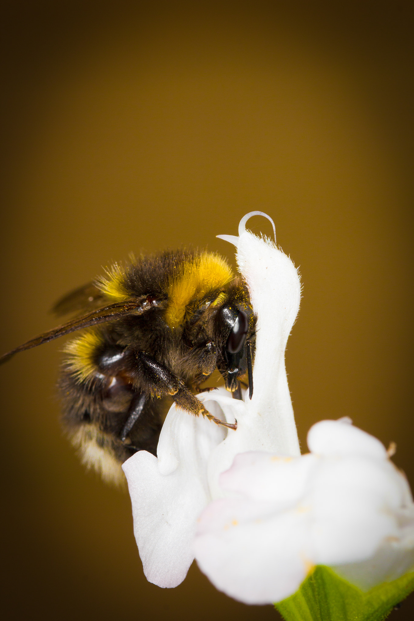 Canon EOS 550D (EOS Rebel T2i / EOS Kiss X4) + Sigma 105mm F2.8 EX DG OS HSM sample photo. A bee (macro) photography