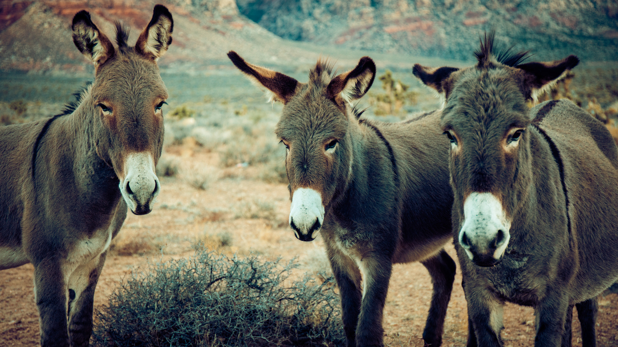 Canon EF 24-70mm F4L IS USM sample photo. 3 burros photography