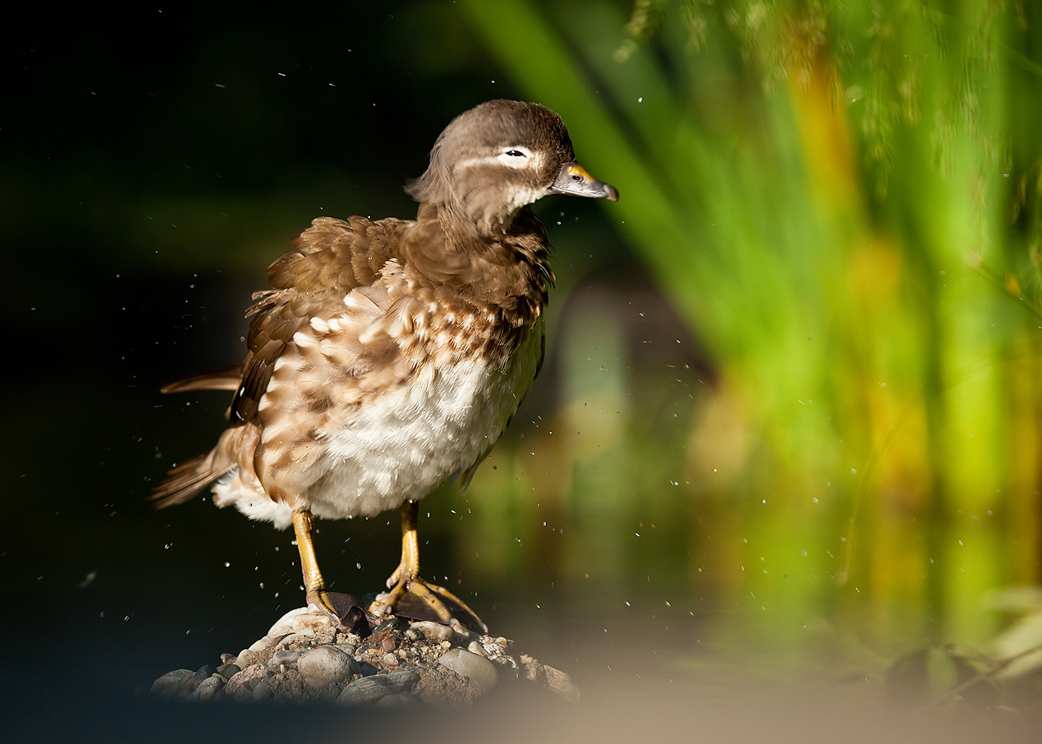 Canon EF 100-400mm F4.5-5.6L IS USM sample photo. Mandarin duck photography