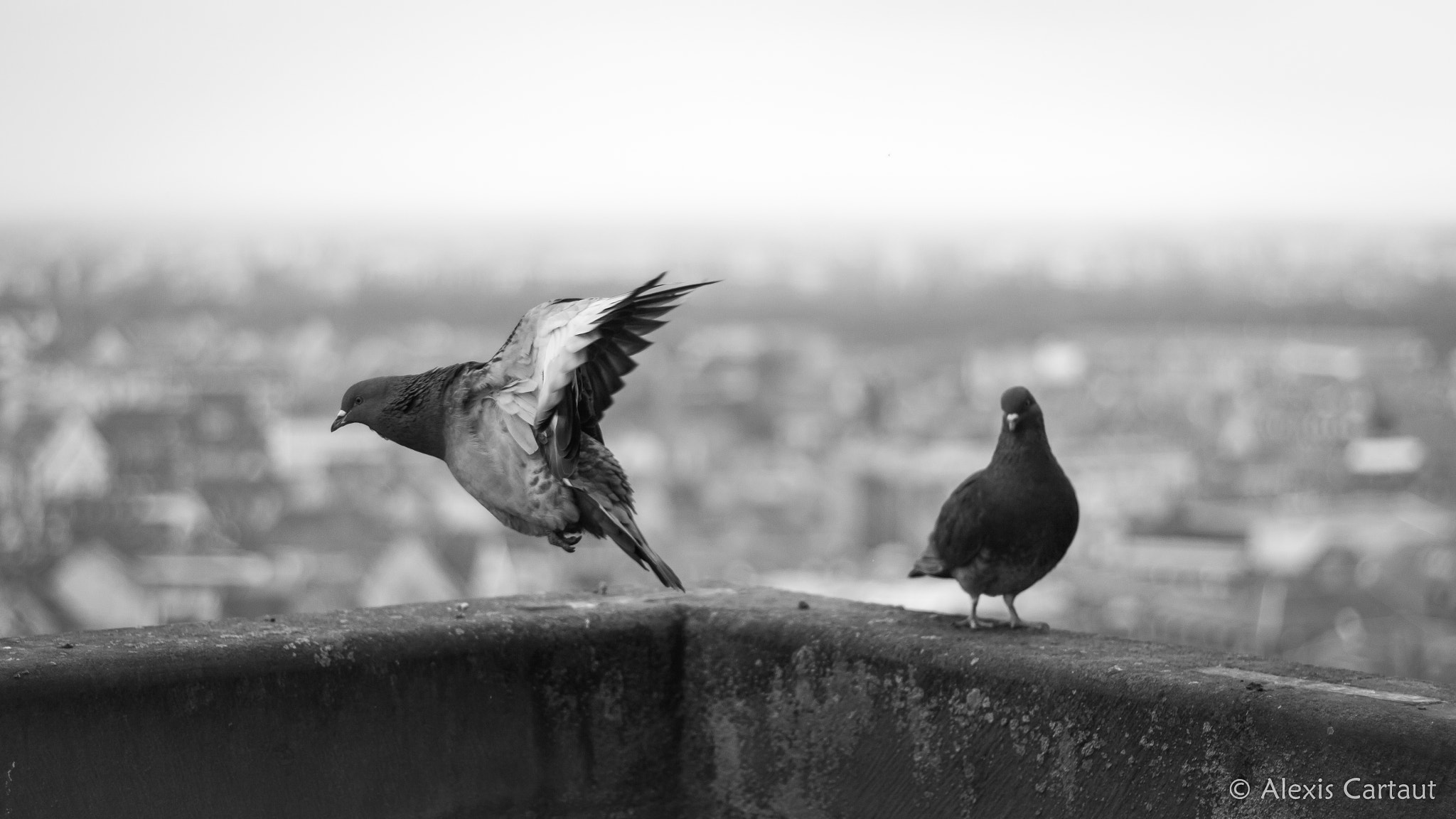 Canon EOS 60D + Canon EF 50mm F1.8 II sample photo. Pigeon photography