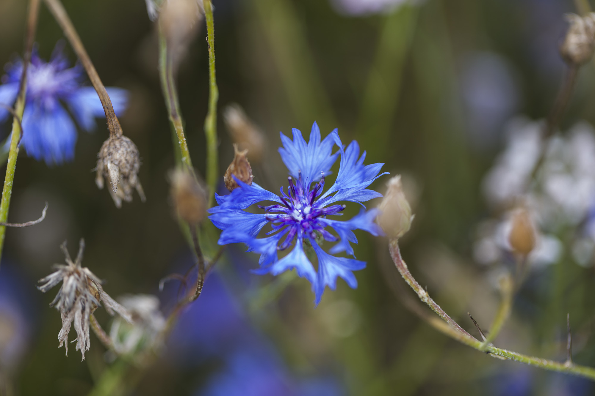 Canon EOS 5DS + Canon EF 100mm F2.8L Macro IS USM sample photo. Centaurea cyanus photography