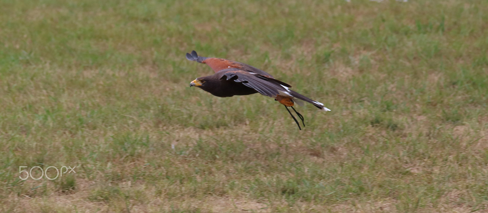 Canon EOS 760D (EOS Rebel T6s / EOS 8000D) sample photo. Harris hawk photography