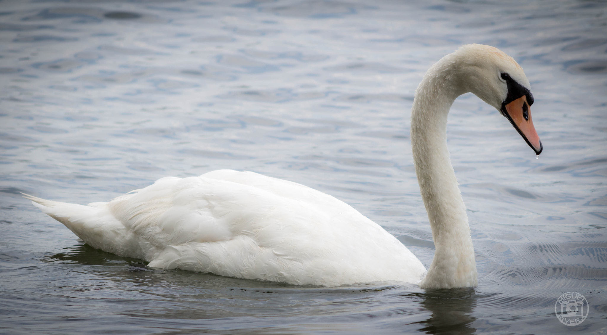 Canon EOS 100D (EOS Rebel SL1 / EOS Kiss X7) sample photo. Swan photography