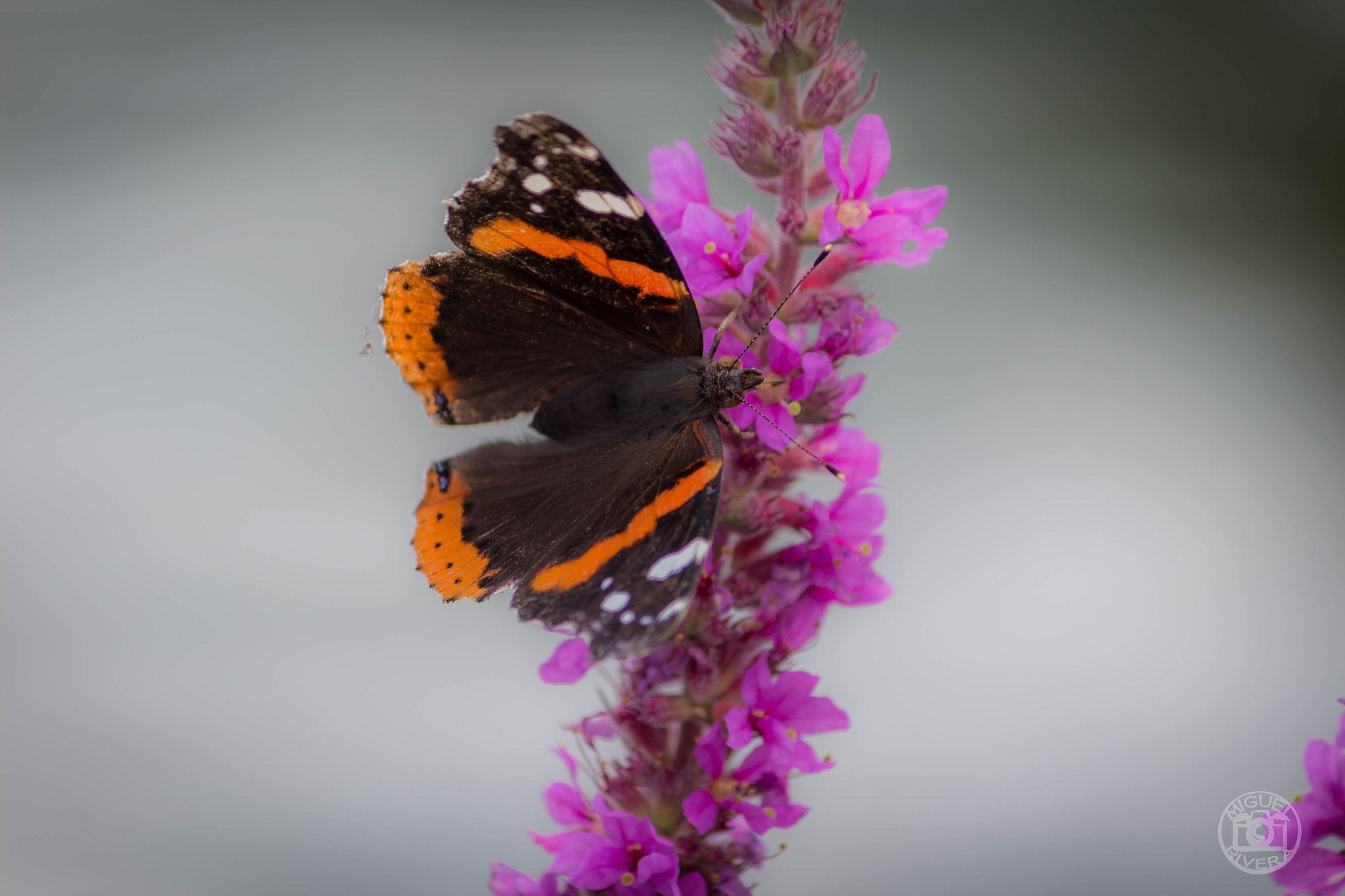 Canon EOS 100D (EOS Rebel SL1 / EOS Kiss X7) sample photo. Butterfly photography