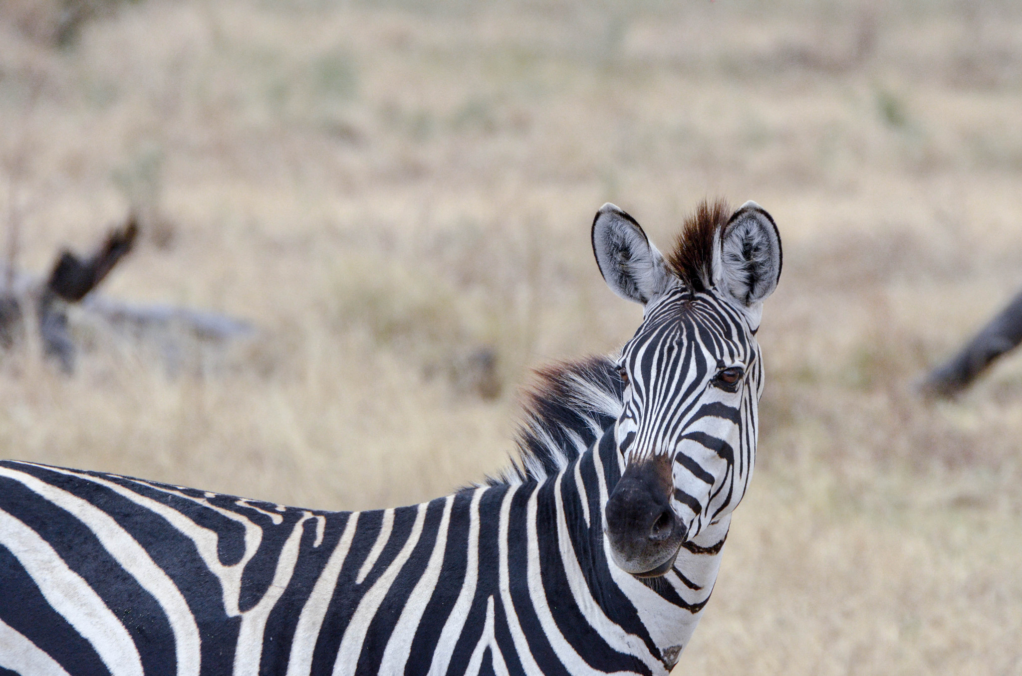 Sigma 50-500mm F4.5-6.3 DG OS HSM sample photo. Zebra photography