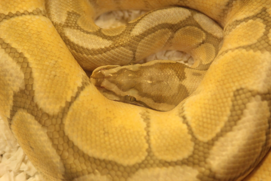 Tamron AF 28-200mm F3.8-5.6 XR Di Aspherical (IF) Macro sample photo. Repticon photography