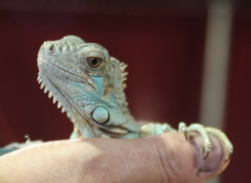 Tamron AF 28-200mm F3.8-5.6 XR Di Aspherical (IF) Macro sample photo. Repticon photography