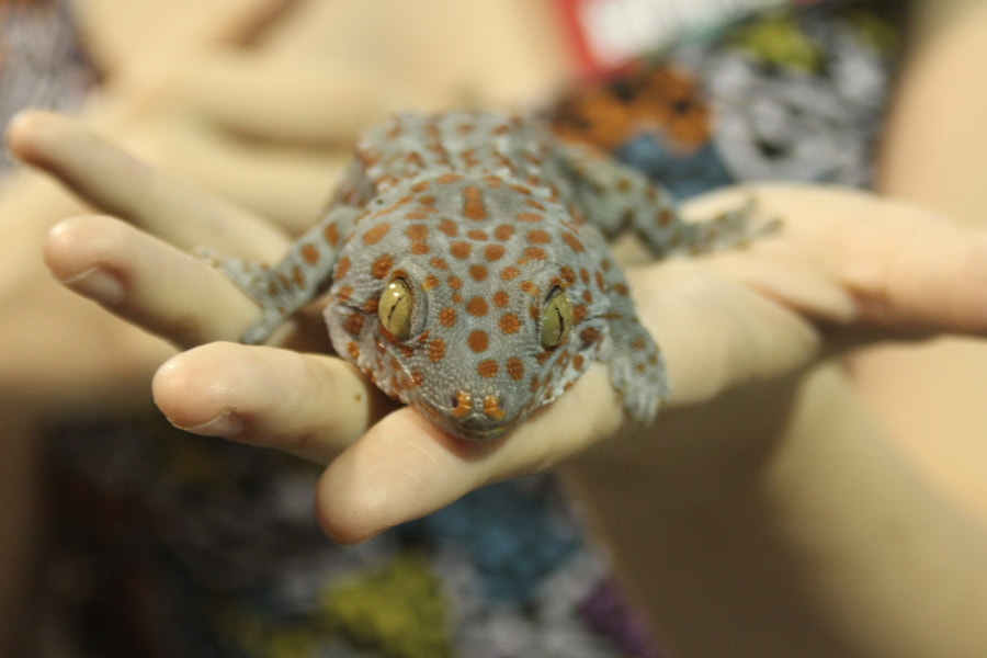 Tamron AF 28-200mm F3.8-5.6 XR Di Aspherical (IF) Macro sample photo. Repticon photography