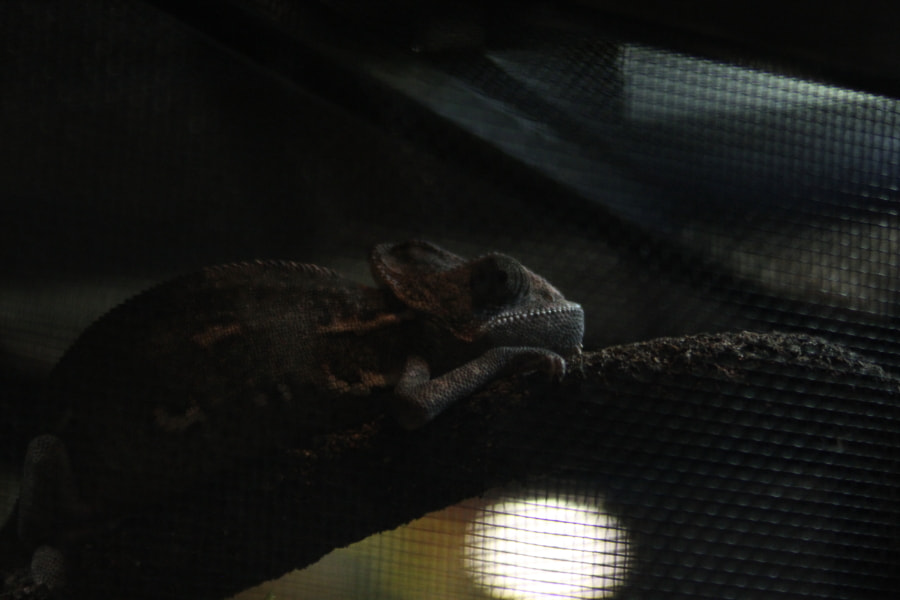 Tamron AF 28-200mm F3.8-5.6 XR Di Aspherical (IF) Macro sample photo. Repticon photography