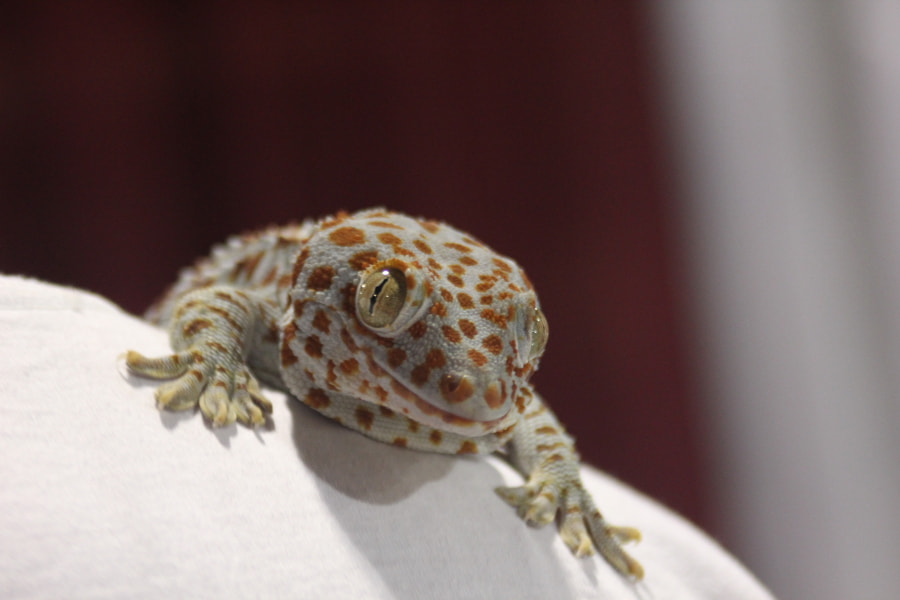 Tamron AF 28-200mm F3.8-5.6 XR Di Aspherical (IF) Macro sample photo. Repticon photography