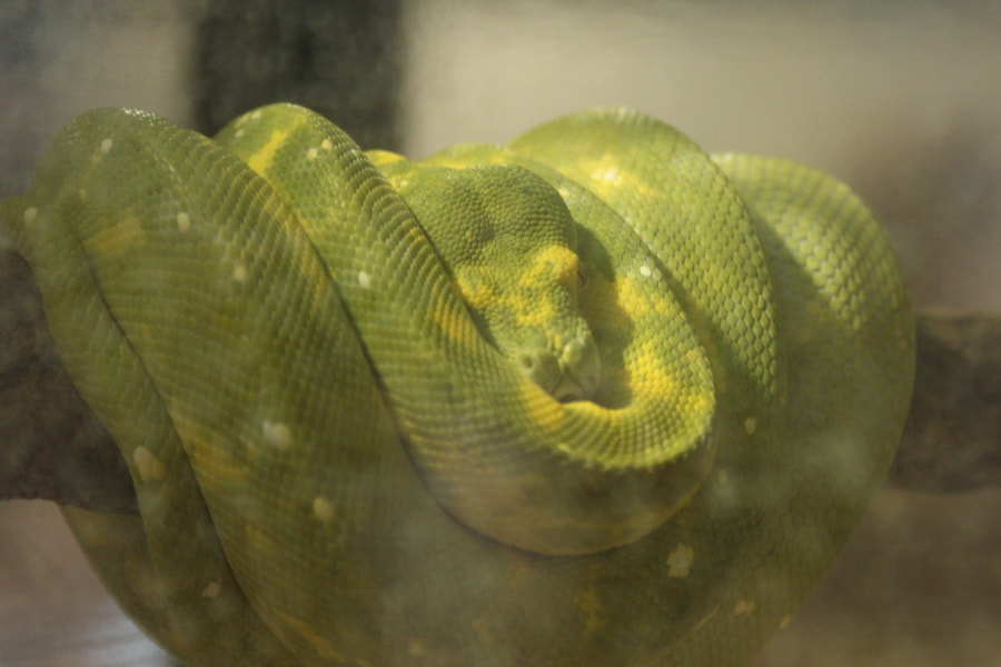 Tamron AF 28-200mm F3.8-5.6 XR Di Aspherical (IF) Macro sample photo. Repticon photography