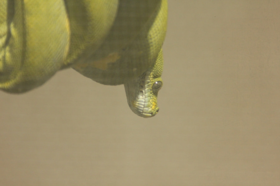 Tamron AF 28-200mm F3.8-5.6 XR Di Aspherical (IF) Macro sample photo. Repticon photography
