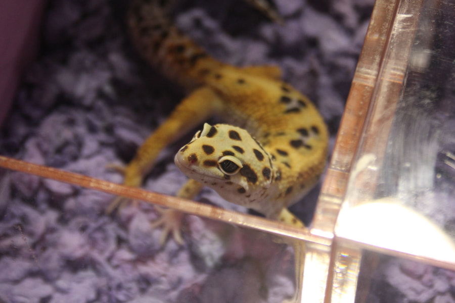 Tamron AF 28-200mm F3.8-5.6 XR Di Aspherical (IF) Macro sample photo. Repticon photography